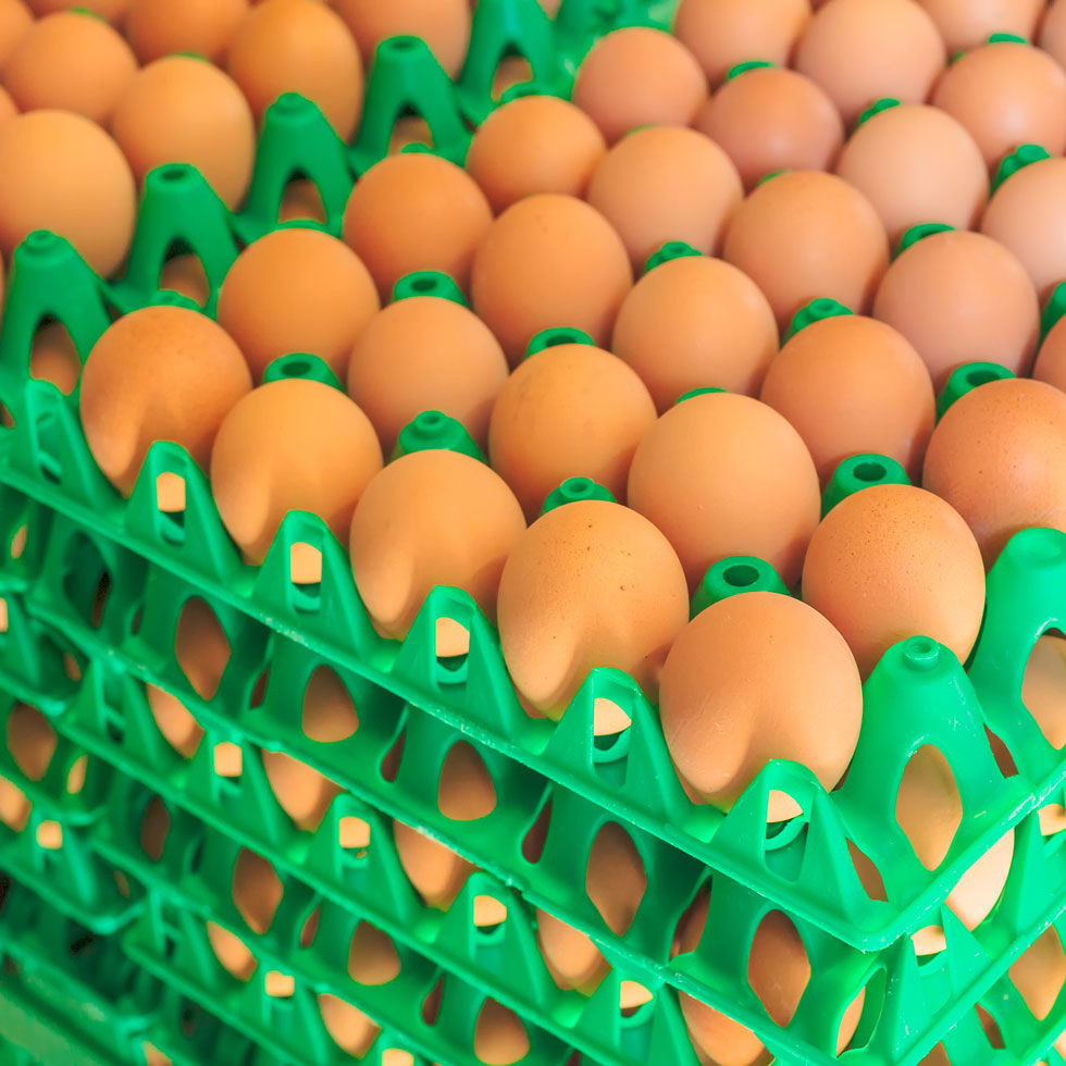 Agricultural Packaging Solutions - Egg Cartons